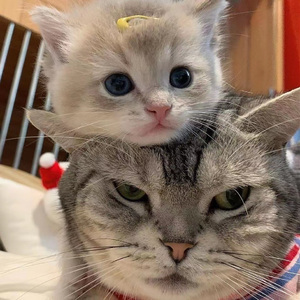 国产精品久久无码播放
